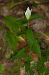 Showy gentian